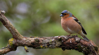 Nabu ruft zur Vogelzählung auf