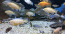 Aquaristik-Entwicklungsland Deutschland?