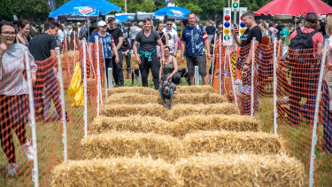 Open-Air-Hotspot für Hunde