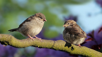 Die Stunde der Wintervögel startet