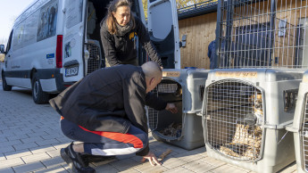 Hunde und Katzen aus Odessa sind in Deutschland