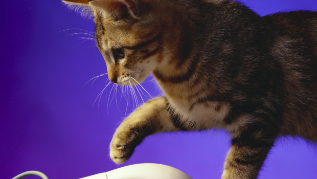 Heimtierbranche diskutiert über Online-Handel