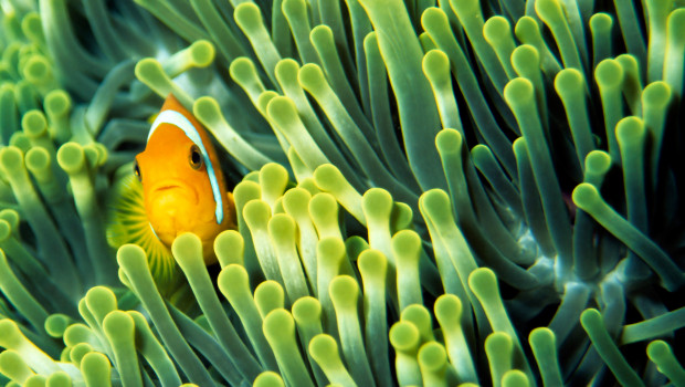 Peta klagt die Zierfischhaltung an. Foto: Frank Waßerführer, Fotolia Peta klagt die Zierfischhaltung an. Foto: Frank Waßerführer, Fotolia