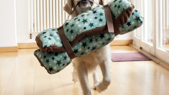 Zwei Decken für Hunde