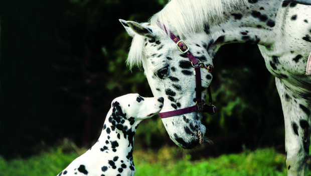 Hund & Pferd Hund & Pferd