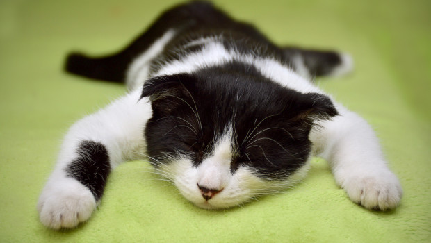 Eine Art Bauchlandung erlebte der stationäre Zoofachhandel im zurückliegenden Jahr. Eine der wenigen positiven Entwicklungen war die gestiegene Zahl der Katzen. Entsprechend gab es auch bei Katzenfutter und -zubehör Umsatzzuwächse.