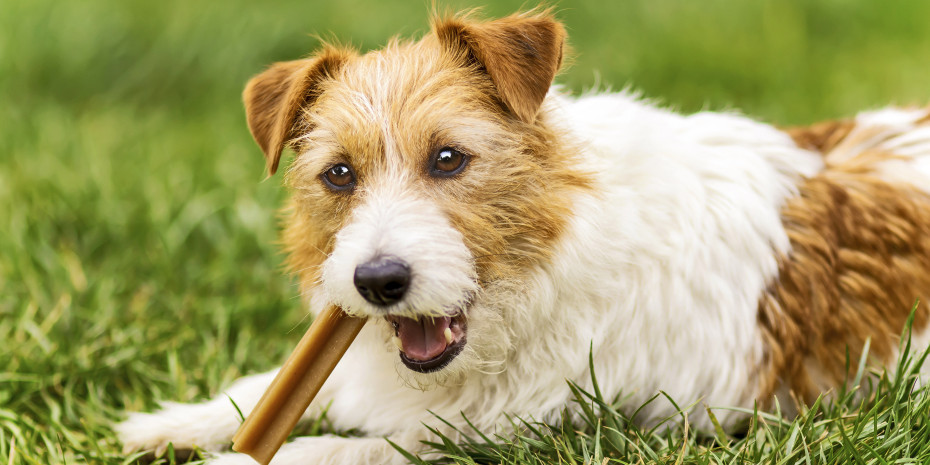 Kalorienarme Snacks und funktionaler Kauspaß sind für Hunde im Trend.