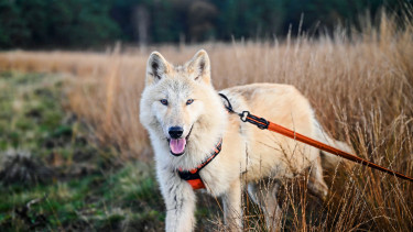Zwölf Flexileinen im Test