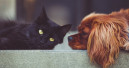 Weniger Katzen, mehr Hunde, mehr Kleintiere und Vögel