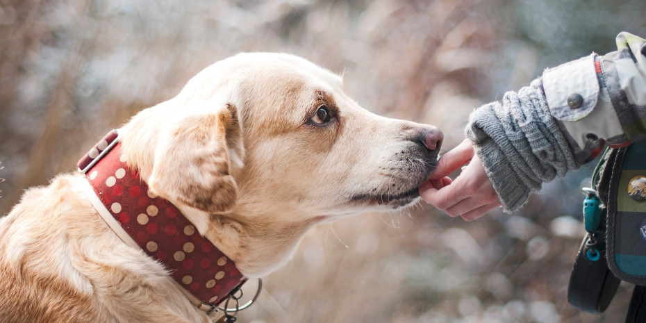 Snacks haben auch eine soziale Funktion: Sie unterstützen die belohnende Kommunikation zwischen Mensch und Tier. Snacks haben auch eine soziale Funktion: Sie unterstützen die belohnende Kommunikation zwischen Mensch und Tier.