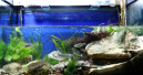 Design-Wettbewerb für Biotop-Aquarien
