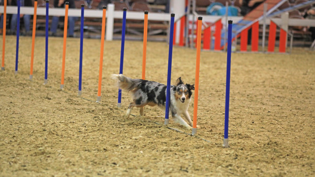 Auf der Doglive in Münster hätte ein umfangreiches Rahmenprogramm im Mittelpunkt gestanden.