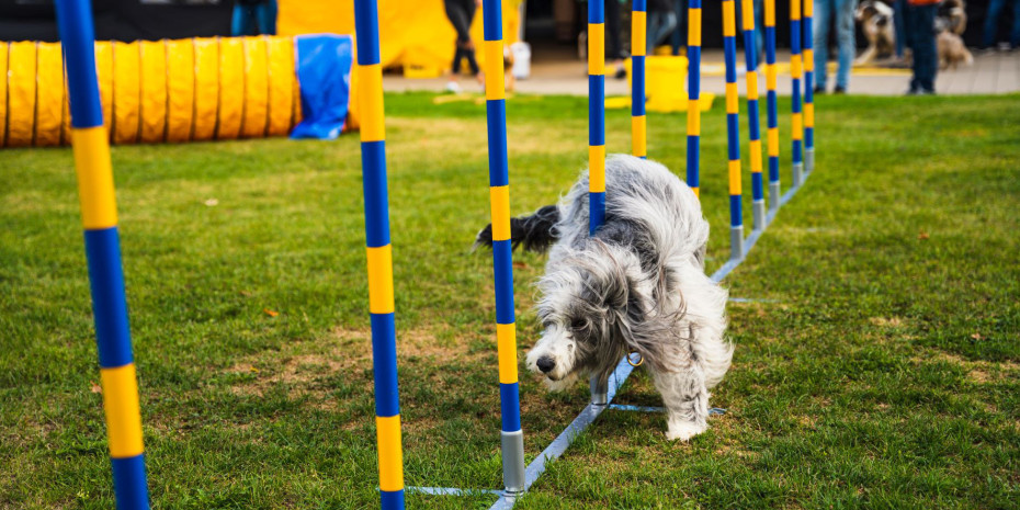 Auf einem kleinen Agility-Parcours  konnten sich die  Hunde austoben. 