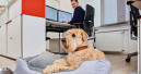 Purina wirbt zum Bürohundetag für Hunde am Arbeitsplatz