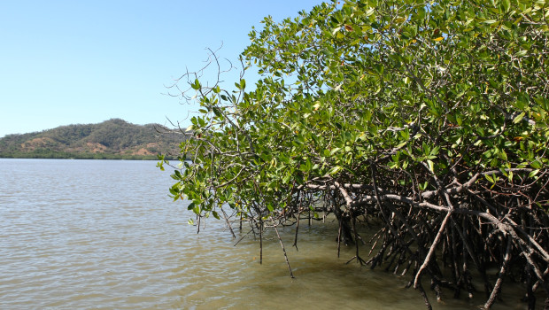 Die Unzugänglichkeit der Mangrovenbiotope dient dem Schutz der dort oft endemischen Tierarten.