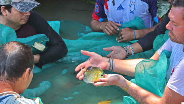 Teilnehmer der JBL Expedition untersuchen im Amazonas einen Diskusbuntbarsch (Symphysodon tarzoo). Teilnehmer der JBL Expedition untersuchen im Amazonas einen Diskusbuntbarsch (Symphysodon tarzoo).