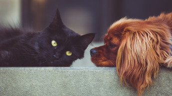 Beschluss zur Katzen- und Hundeverordnung