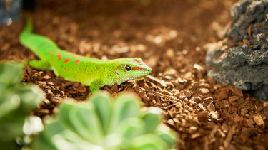 Der Boden macht den Unterschied