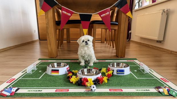 Willi von @willi_the_maltese ist mehr als bereit für das Fussball-Orakel 2026.