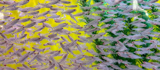 Aquascaping und Smart Tech Aquascaping und Smart Tech