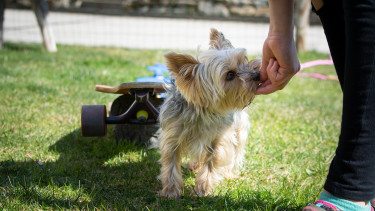 Zwei Drittel der Tierbesitzer haben einen Garten