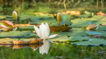 Gartenteiche wieder im Trend