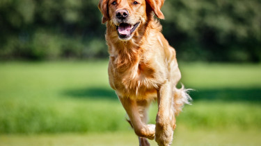 Agria erhält erstmals vergebenen Dog Wellness Award