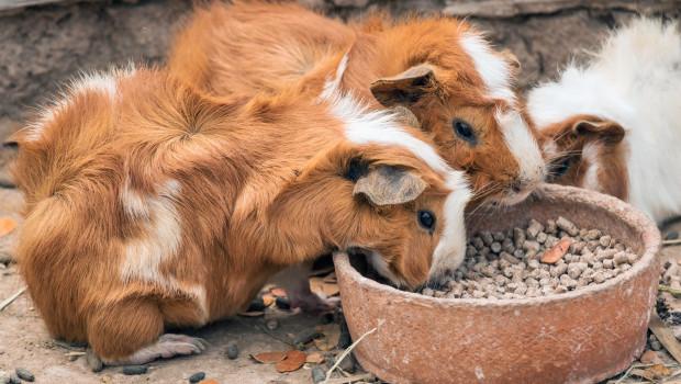 Die neue PET worldwide ist da