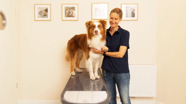 Tierarztpraxis Rex eröffnet in Hamburg