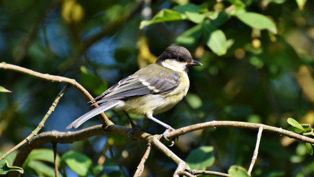 NABU lässt Wintervögel zählen NABU lässt Wintervögel zählen