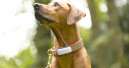 Tractive und Mammaly starten Partnerschaft