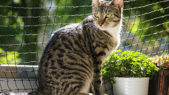 Deutschland beliebteste Katzenrasse: die Europäisch Kurzhaar