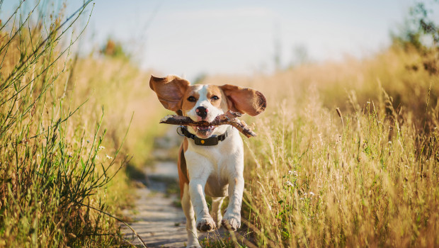 Ein Hund mit einem GPS-Tracker am Halsband.