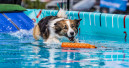ZooRoyal: Hundeschwimmen vor dem neuen Fachmarkt ZooRoyal: Hundeschwimmen vor dem neuen Fachmarkt