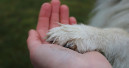 Fachkongress zur tiergestützten Intervention feiert Comeback Fachkongress zur tiergestützten Intervention feiert Comeback