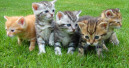 Die Katze ist der Star