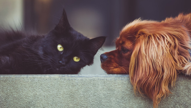 Mars Petcare und das Broad Institute erstellen eine frei zugängliche Datenbank mit den Genomen von Hunden und Katzen, um die präventive Tierpflege zu verbessern.