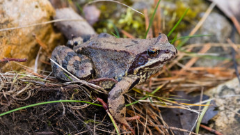 Amphibien leiden unter warmen Wintern