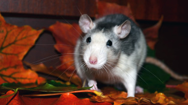 Ratten und Mäuse: Heim- statt Ekeltier