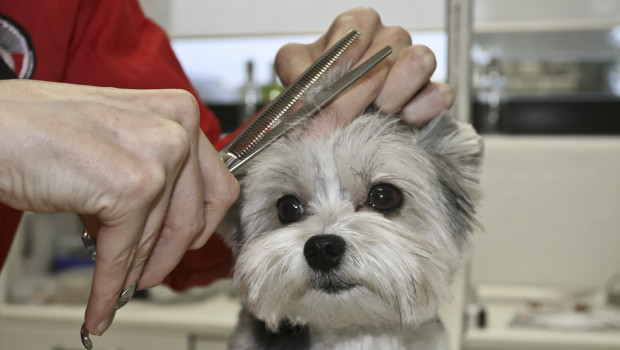 In den meisten Bundesländern scheinen Hundesalons geöffnet bleiben. Sicher ist das aber noch nicht, weil in den meisten neuen Corona-Verordnungen Hundesalons nicht explizit genannt werden.