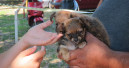 Illegaler Welpenhandel bei Ebay-Kleinanzeigen aufgedeckt