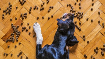 Der dritte Rudelreport untersucht Hundegesundheit und Ernährung