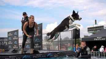 Badener Hundetage in Österreich