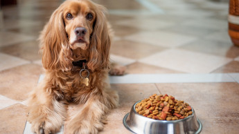 Leben vegan ernährte Hunde gesünder?