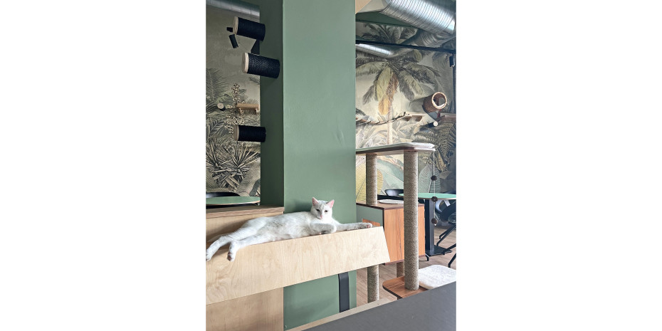 Katzentempel verbindet Gastronomie, Tierhaltung, Tierschutz, Erlebnis und Markenführung miteinander. Jeder einzelne Bereich bringt bereits eigene Anforderungen mit. Das macht das Konzept komplexer, aber auch besonders. Katzentempel verbindet Gastronomie, Tierhaltung, Tierschutz, Erlebnis und Markenführung miteinander. Jeder einzelne Bereich bringt bereits eigene Anforderungen mit. Das macht das Konzept komplexer, aber auch besonders.