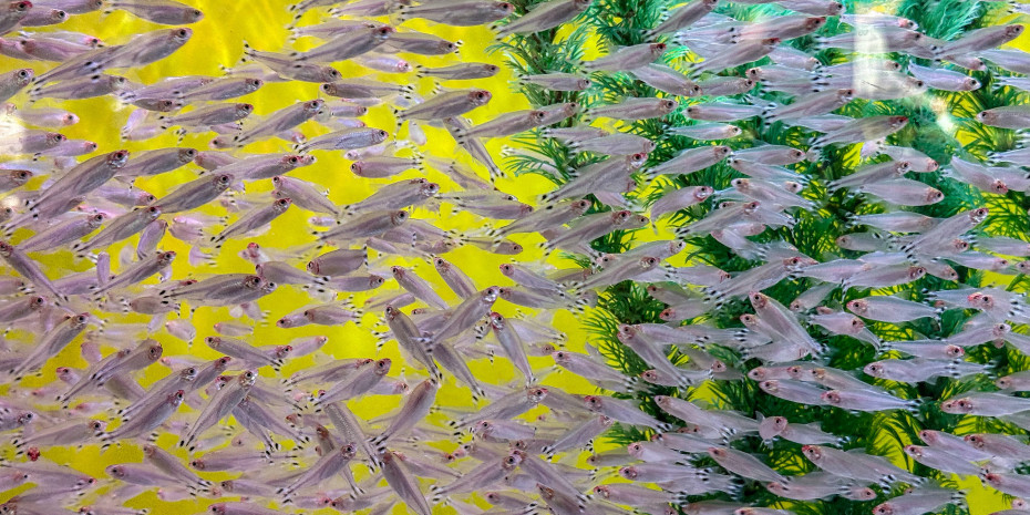 Rotkopfsalmler in einem Händlerbecken auf der Aqua-Fisch.