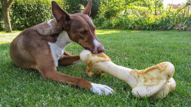 Fragen an Deutschlands Hundehalter