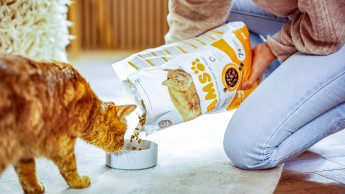 Iams feiert 80 Jahre Bestehen