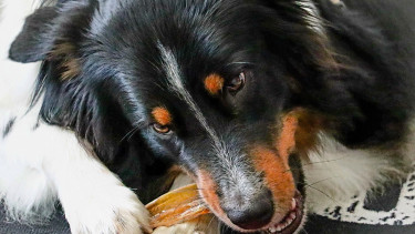 Zooplus geht auf Nummer sicher