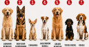 Labrador, Schäferhund, Chihuahua: Deutschlands beliebteste Hunde Labrador, Schäferhund, Chihuahua: Deutschlands beliebteste Hunde